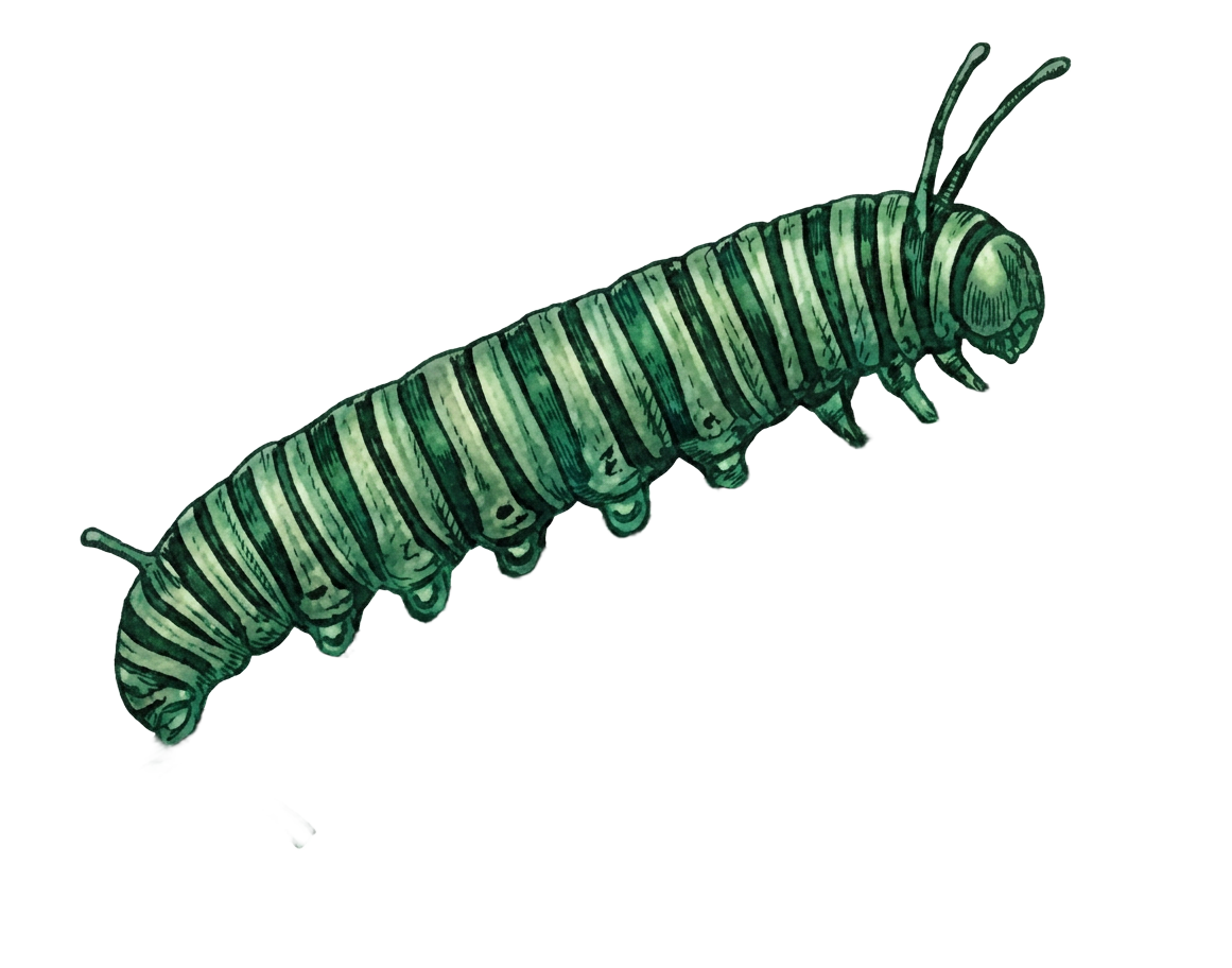 Caterpillar illustration