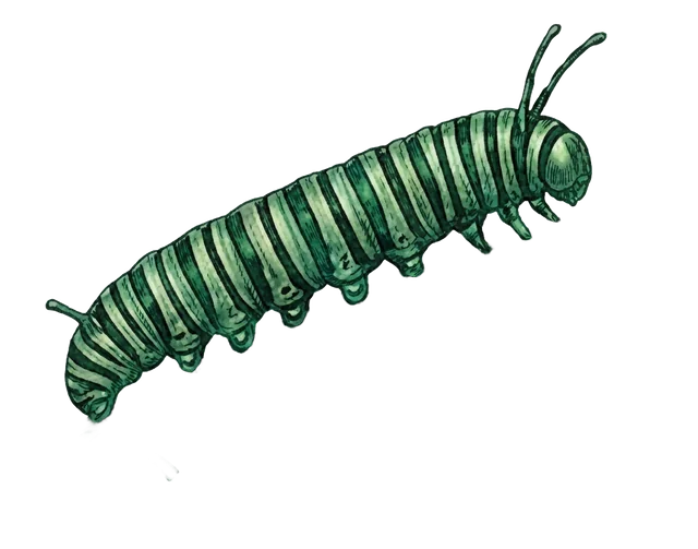 Caterpillar illustration